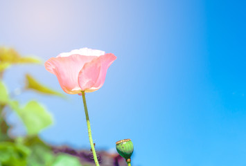 the pink poppy flower on blue sky background with the sunlight