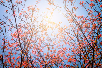 blurred of Prunus cerasoides flower on blue sky background with sunlight