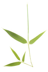 Bamboo leaves