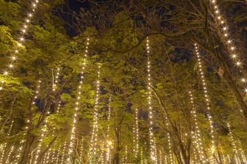 park with lighting decorated, night time