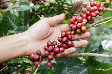 Close up red berries coffee beans on agriculturist hand