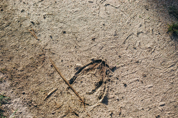 European bison tracks on a walking path ground in Naliboki forest in Belarus