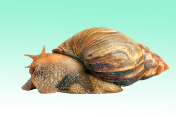 snail Achatina giant on the colorful background