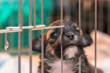 little dog in the cage
