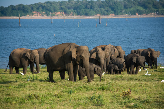 Fototapeta Elephants at Minneriya, Kawudulla national park, Sri Lanka