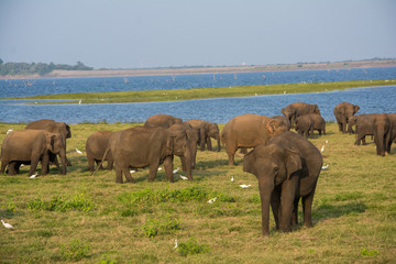 Fototapeta premium Elephants at Minneriya, Kawudulla national park, Sri Lanka