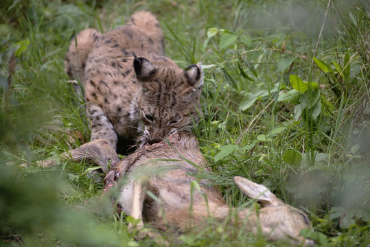 Luchs am Riss