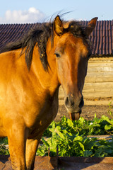 Village brown horse showing tongue