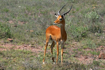 Gerenuk Litocranius walleri antilope