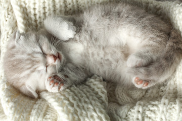 Cute little gray kitten sleeps on a soft blanket.