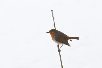 Robin is sitting sideways on a snow-covered branch