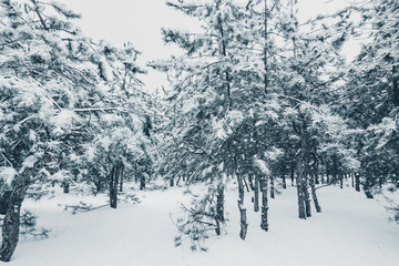 winter, winter forest