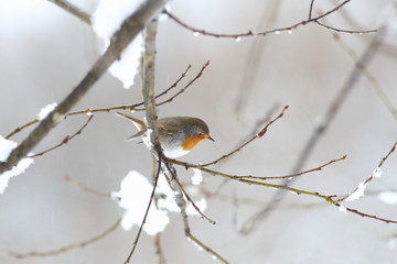 Robin is sitting sideways on a snow-covered branch