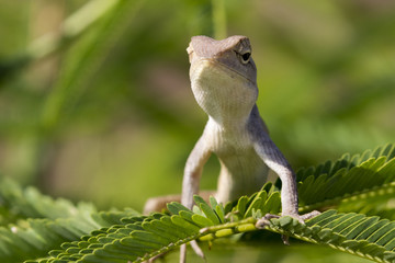 Image of chameleon on nature background.