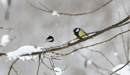 Robin is sitting sideways on a snow-covered branch