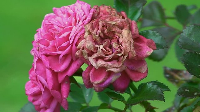 Zwei rosa Rosenblüten und eine vom Frost verbrannte Rosenblüte bewegen sich im Wind (Großaufnahme)