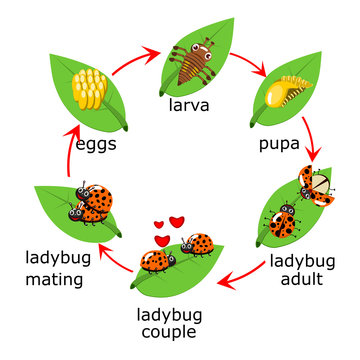 Vector of ladybug life Cycle for kids