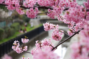 春の河津桜
