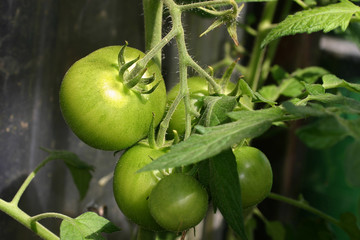 Green tomatoes on the vine still growing.