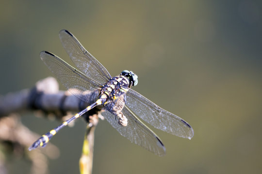 Image of dragonfly perched on a tree branch on nature background