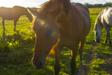 Country horse walks around the yard