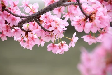 Papier Peint photo Autocollant Fleur de cerisier 春の河津桜