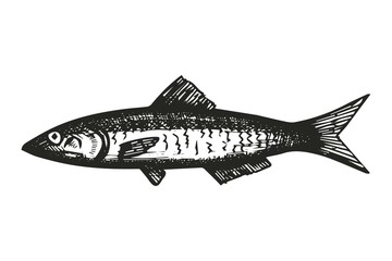 fish Herring sketch. vector illustration