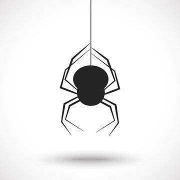Spider on web isolated on white background.
