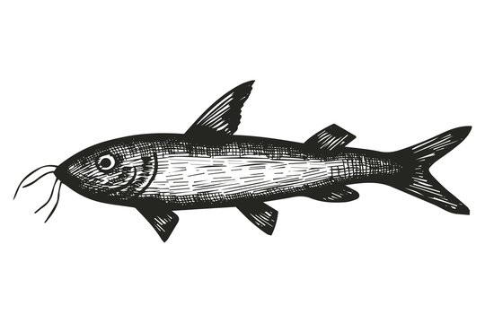 Marine fish catfish sketch. vector illustration