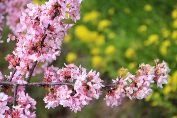 春の河津桜