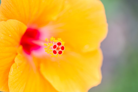 Fototapeta Close up of flower carpel, big yellow flower.