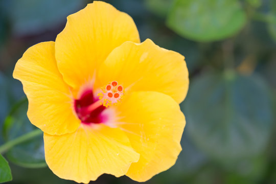 Fototapeta Close up of flower carpel, big yellow flower.