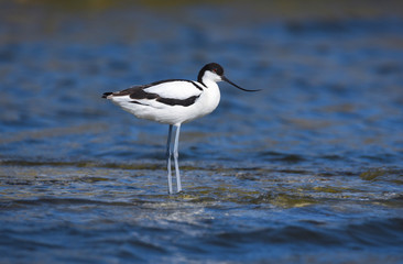 Pied avocet 