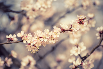 Apricot tree flower with buds and blossoms blooming at springtime, vintage retro floral background