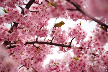 Papier Peint photo Fleur de cerisier 春の河津桜とメジロ