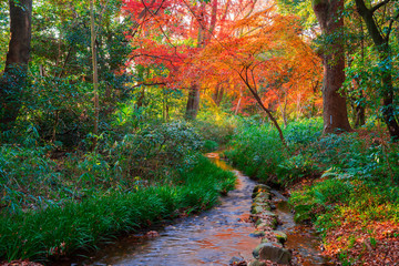 京都　下鴨神社　糺の森の紅葉
