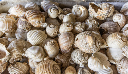 sea shell