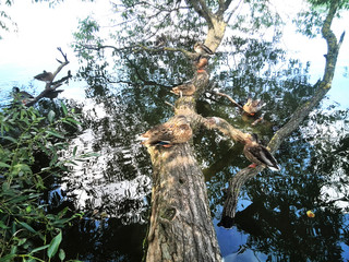Ducks in a tree