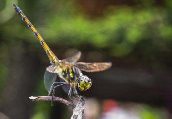 Dragonfly look down