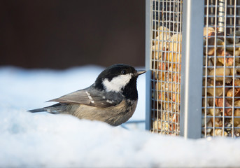 Obraz na płótnie Canvas Coal Tit eating bird food on a snowy winter day.