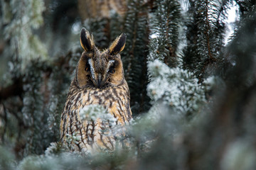 Asio Otus - Long eared owl