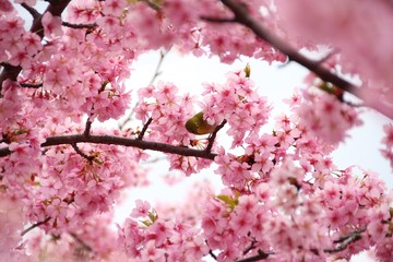 春の河津桜とメジロ