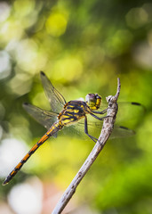 Dragonfly on branch