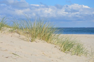 Gras am Strand von Sylt