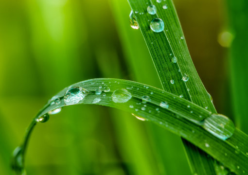 Grops of dew on grass