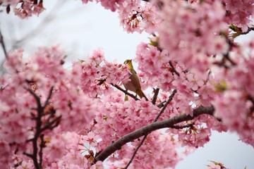 春の河津桜とメジロ