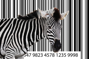 Zebra barcode