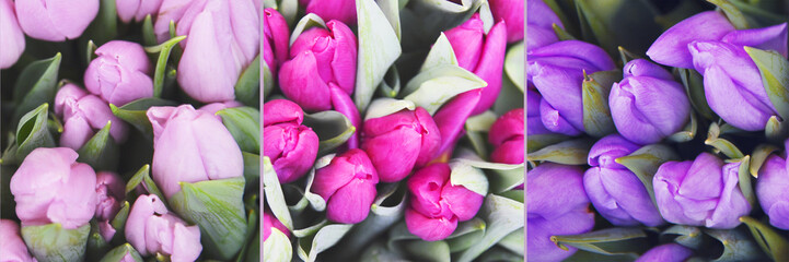 Mix of different tulips. Spring background