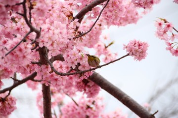 Obraz premium 春の河津桜とメジロ