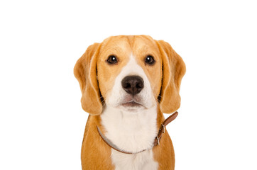 Portrait of Beagle dog, closeup, isolated on white background